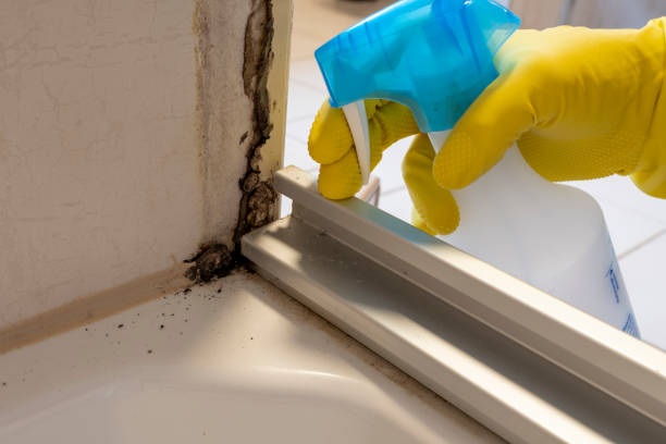 Best Residential Mold Removal  in Idaho Springs, CO