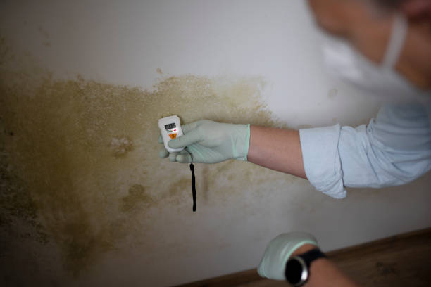 Best Mold Cleaning Services  in Idaho Springs, CO