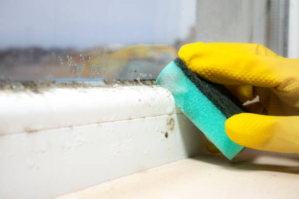Attic Mold Removal in Idaho Springs, CO