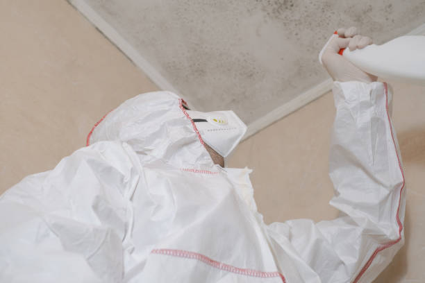 Best Mold Testing  in Idaho Springs, CO