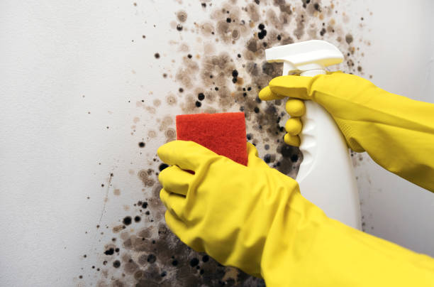 Office Mold Removal Services in Idaho Springs, CO
