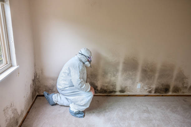 Best Attic Mold Removal  in Idaho Springs, CO