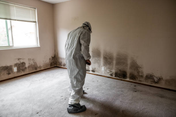 Best Fast Mold Removal  in Idaho Springs, CO