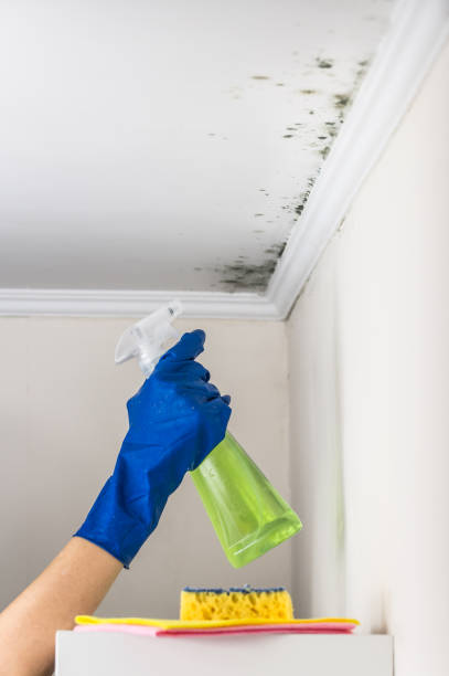 Best Mold Testing  in Idaho Springs, CO