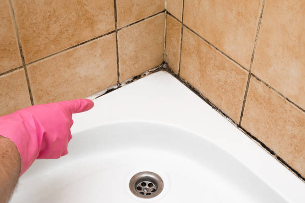 Best Mold Damage Repair  in Idaho Springs, CO